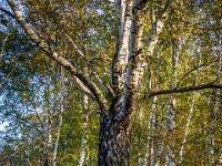 Knorrige alte Birke am Wanderweg